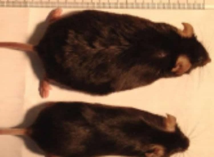 Image shows a fat mouse and a thin mouse.