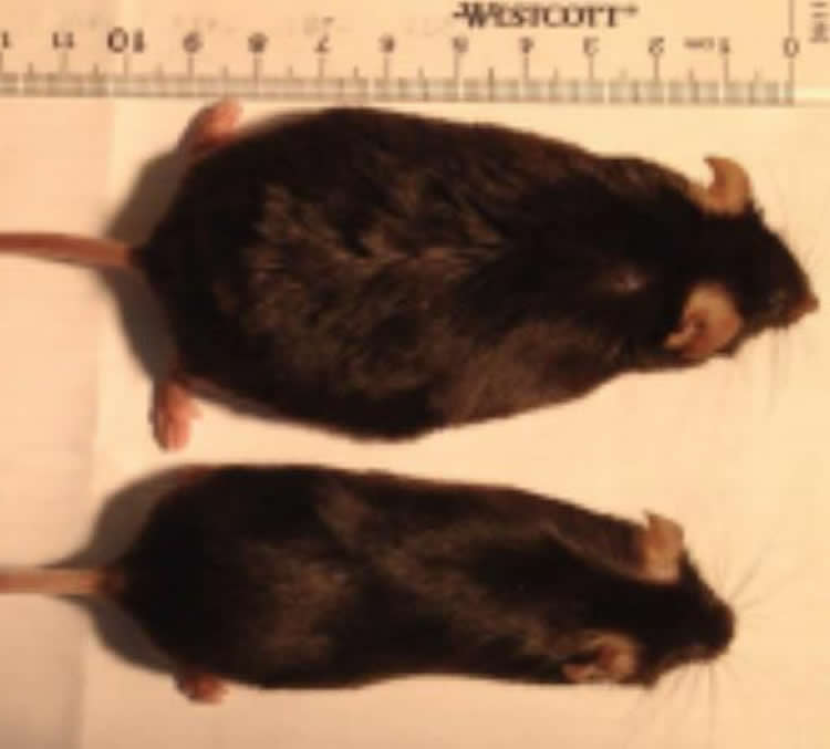 Image shows a fat mouse and a thin mouse.