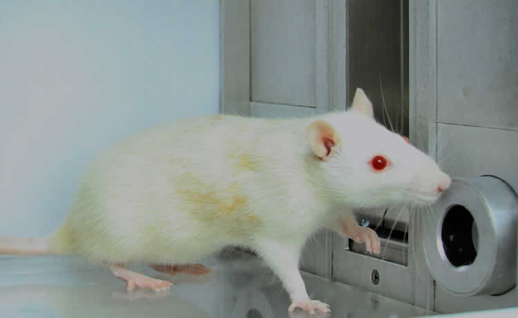 Image shows a white rat.