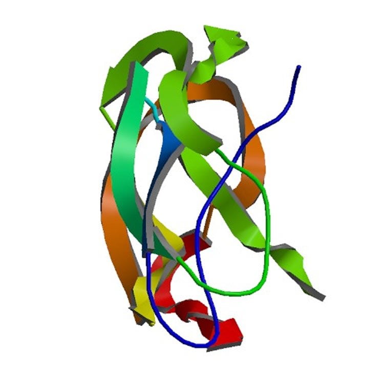 Image shows the APP protein.