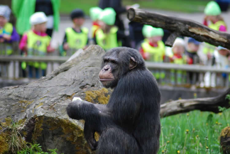 Image shows a chimp.