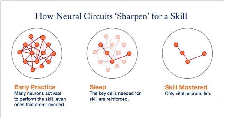 Image shows a diagram of neural circuits.
