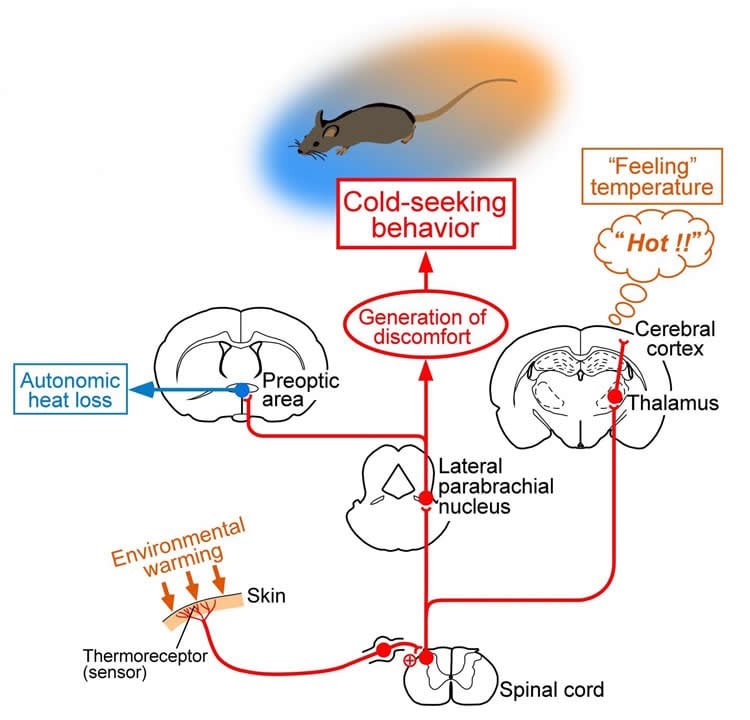 Hot Plate, Behavioral and Functional Neuroscience Laboratory