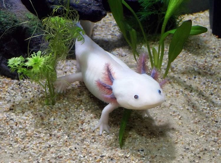 Image shows an axolotl.