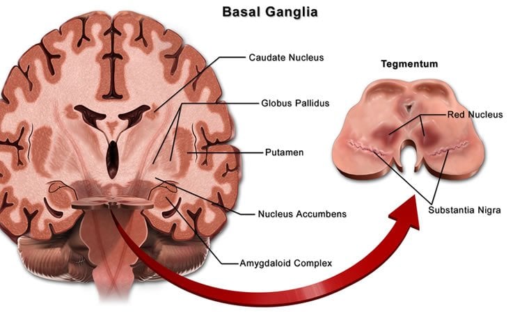 Image shows a diagram of the basal ganglia.