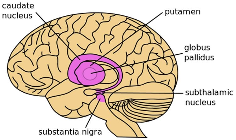 Image shows a diagram of the brain.