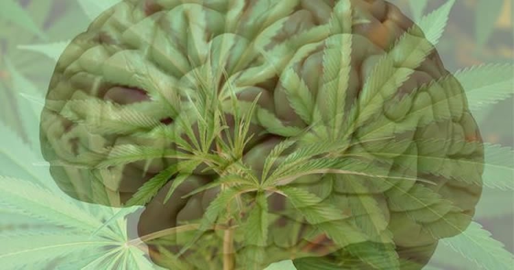 Image shows a brain and marijuana leaves.