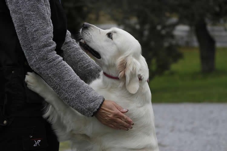 This image shows a golden retriever.