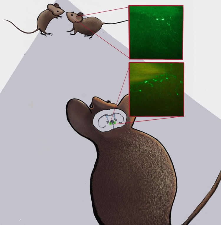 Image shows a mouse and neurons.