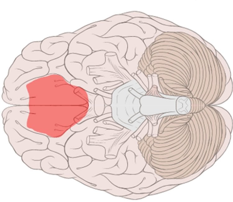 Image shows the location of the ventromedial prefrontal cortex in the brain.