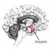Image shows the location of the amygdala.