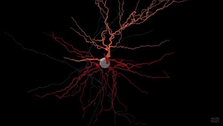 Image shows a #D constructed neuron.
