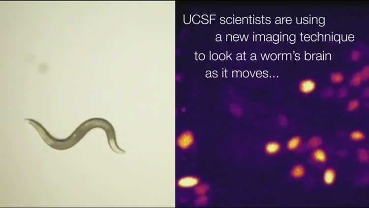 Image shows a worm and neurons.