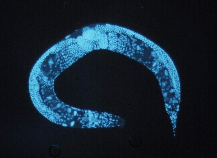 Image shows a C.elegans.