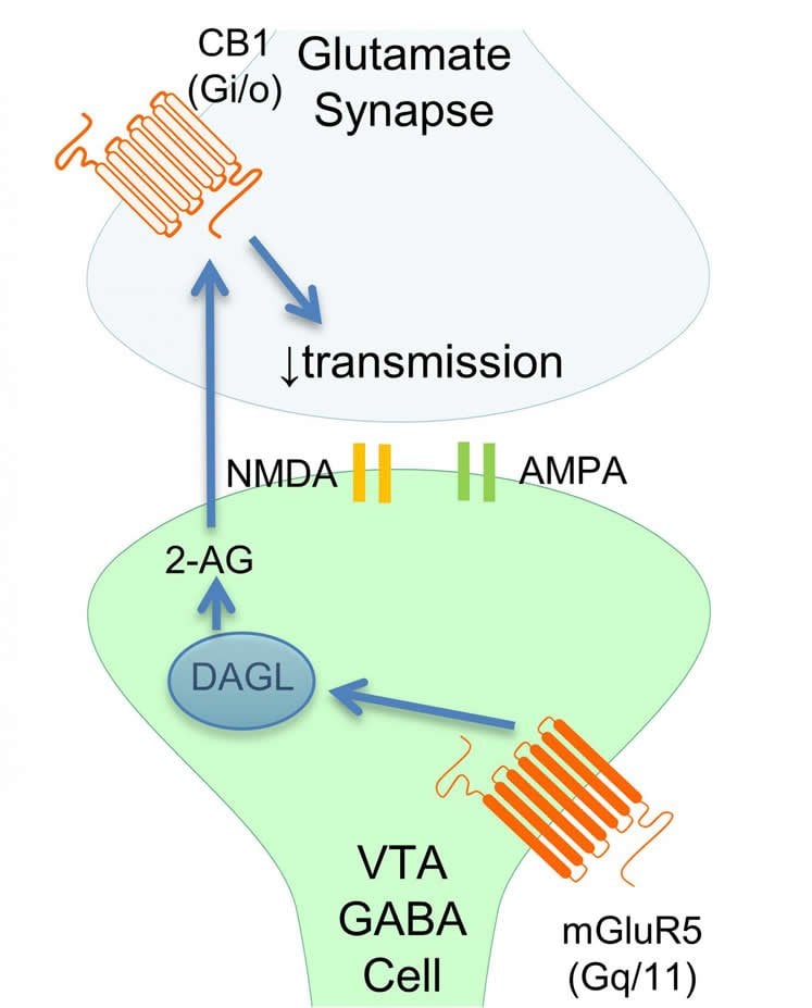 Image shows a diagram of a synapse.