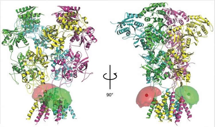 Image shows four subunits of NMDA receptor proteins.