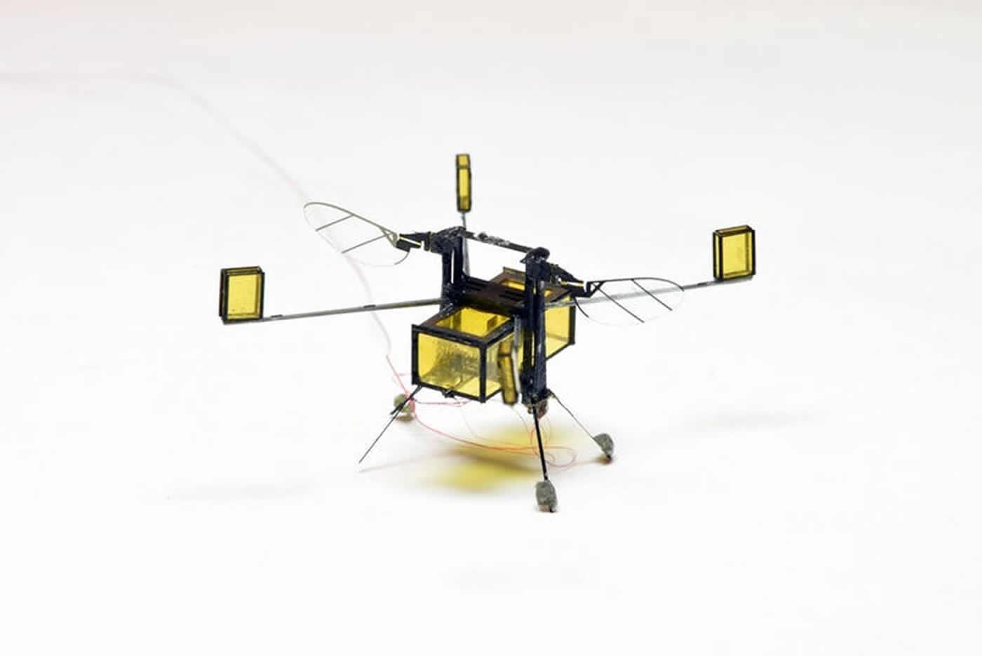 Image shows the RoboBee.