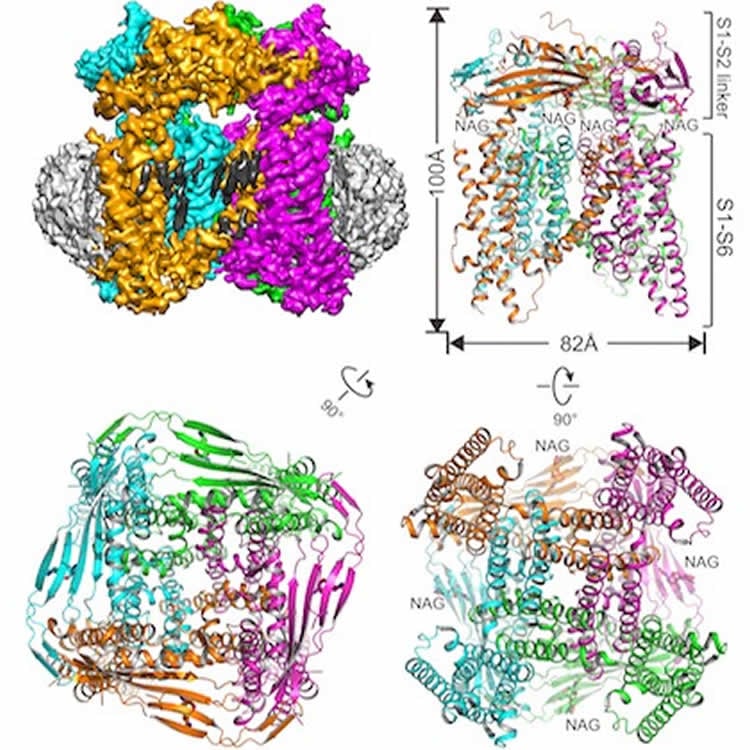 Image shows a the TRPML1 ion channel.