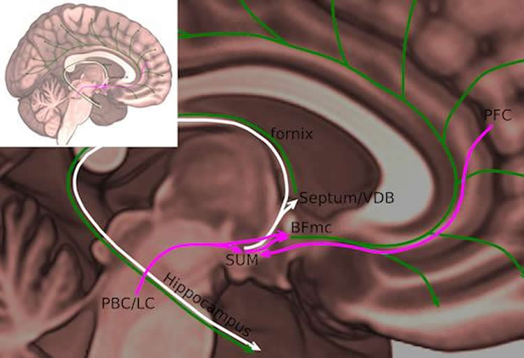 the SuM nucleus