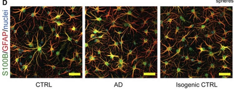 astrocytes are shown