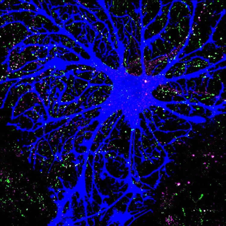 astrocytes are shown