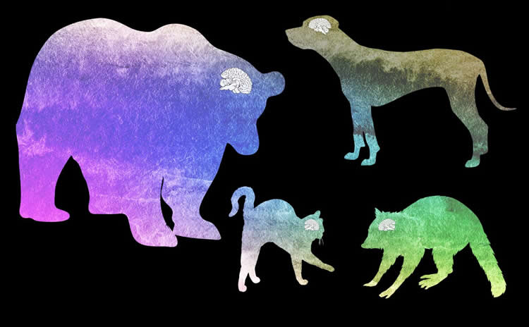 different animals are shown
