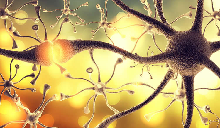 neurons