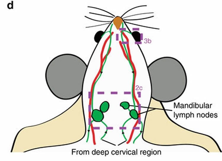 Image shows a diagram of a mouse brain.