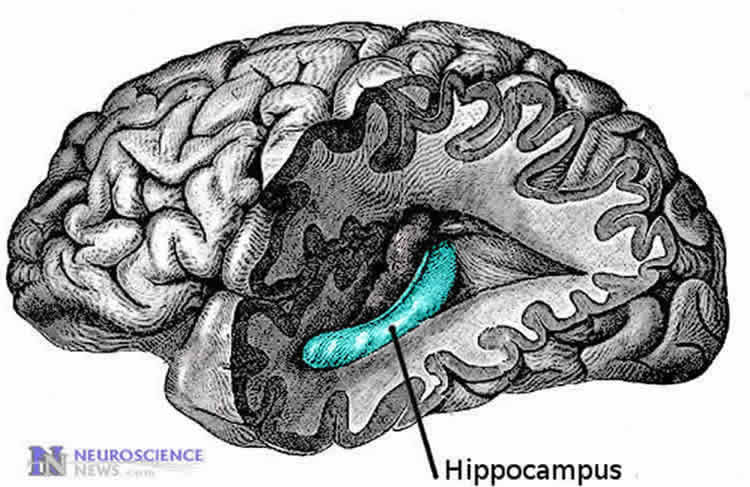 the hippocampus is highlighted in the brain