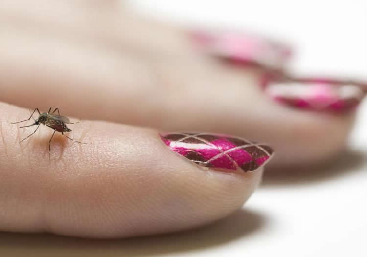 a mosquito on a woman's hand