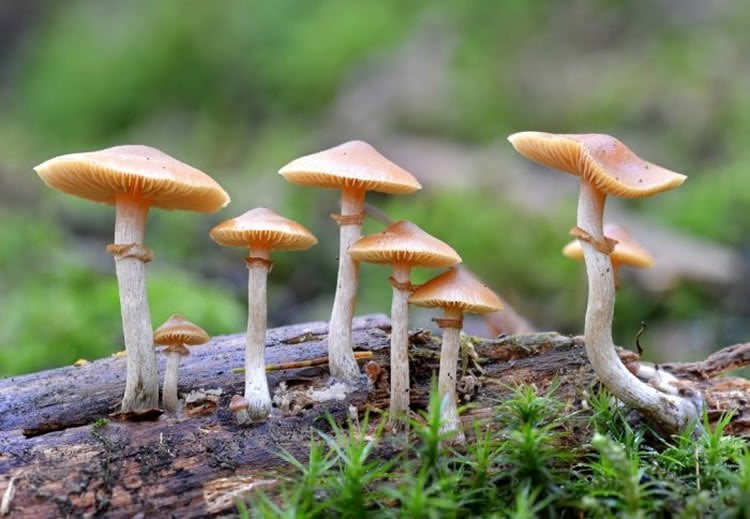 Image shows magic mushrooms.