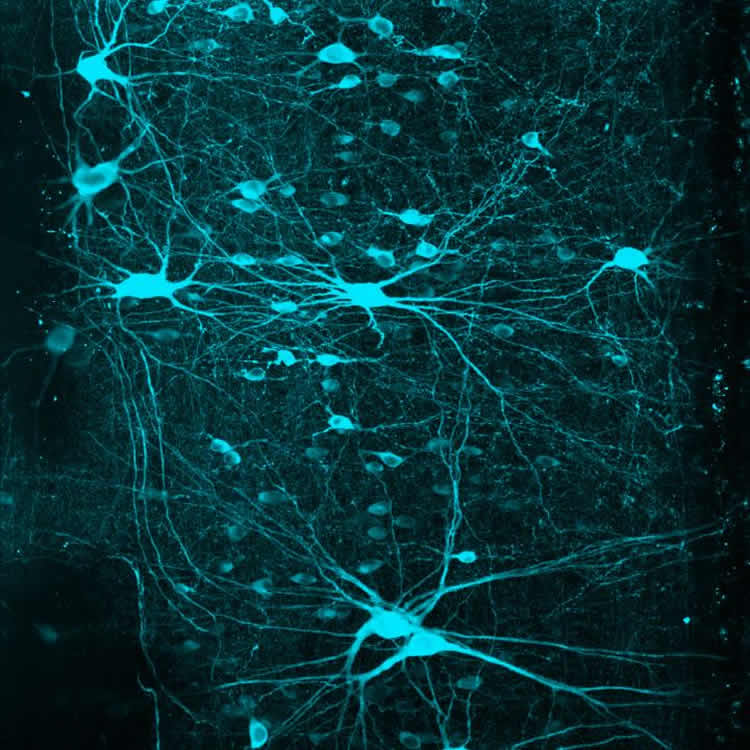 neurons