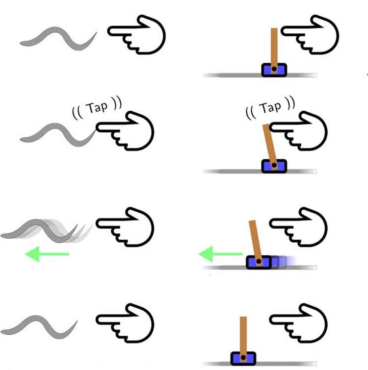 worm diagram