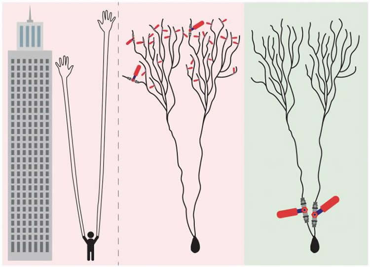 dendrites