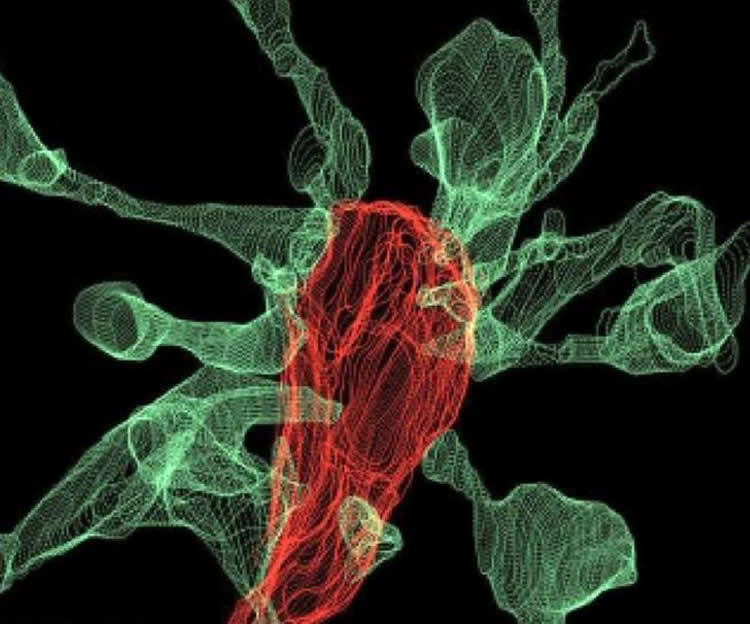 microglia synapse interaction