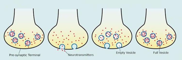 synapses