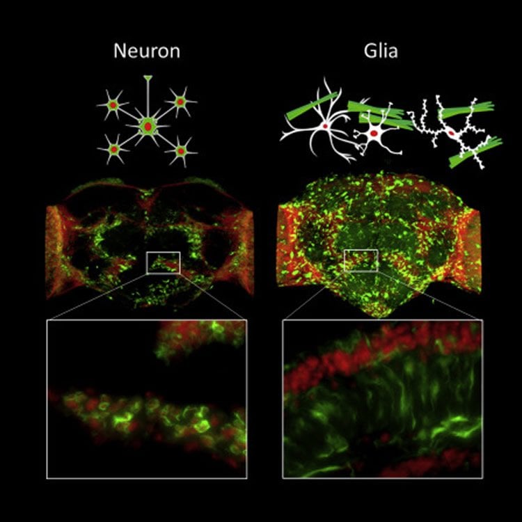 glial cells and neurons