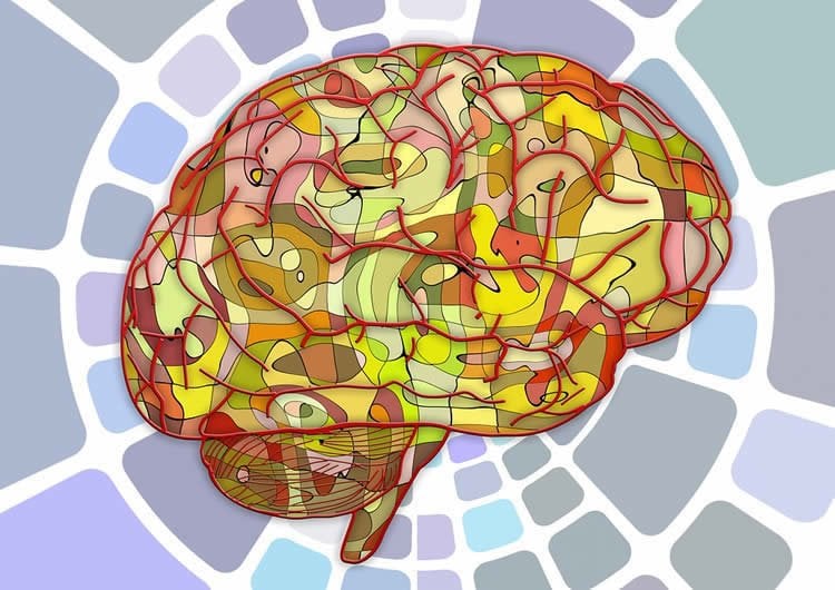 Less is More When it Comes to Developing Bigger Brains - Neuroscience News