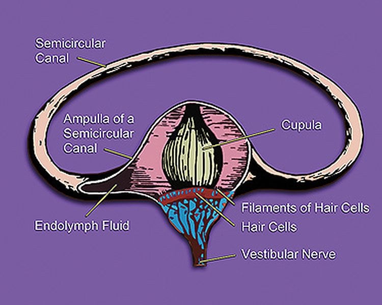 vestibular system diagram