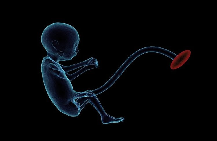 a fetus with a placenta attached drawing