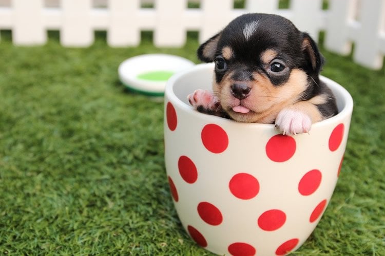 puppy in a cup