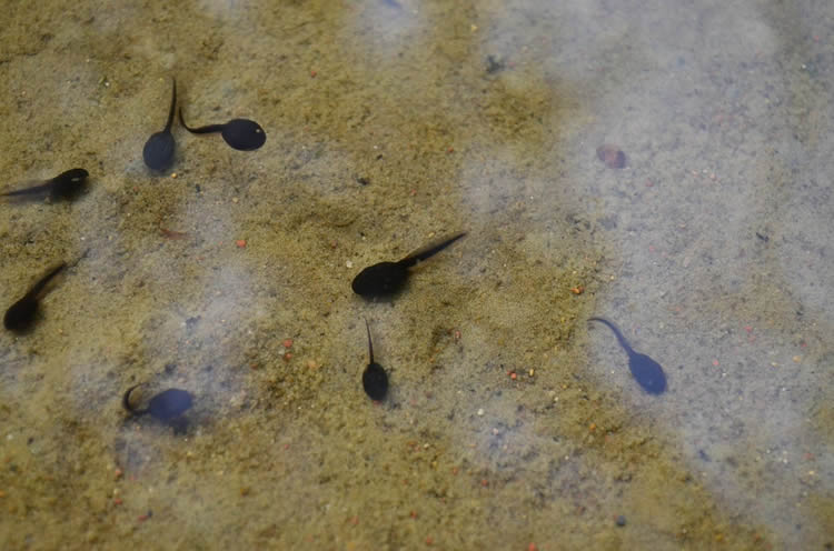 tadpoles