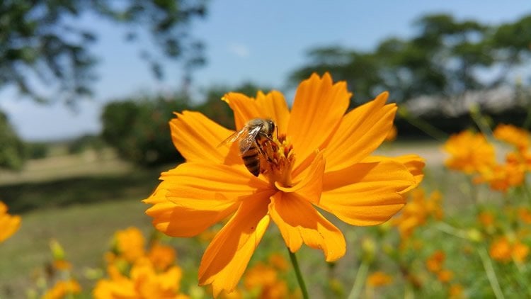 an african bee on a flower