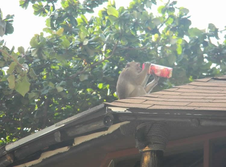 a monkey drinking from a soda can on a person's roof