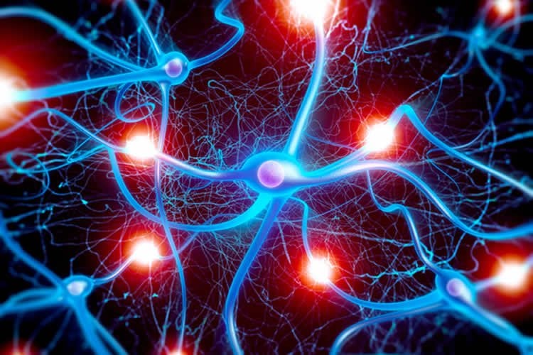 neurons are shown