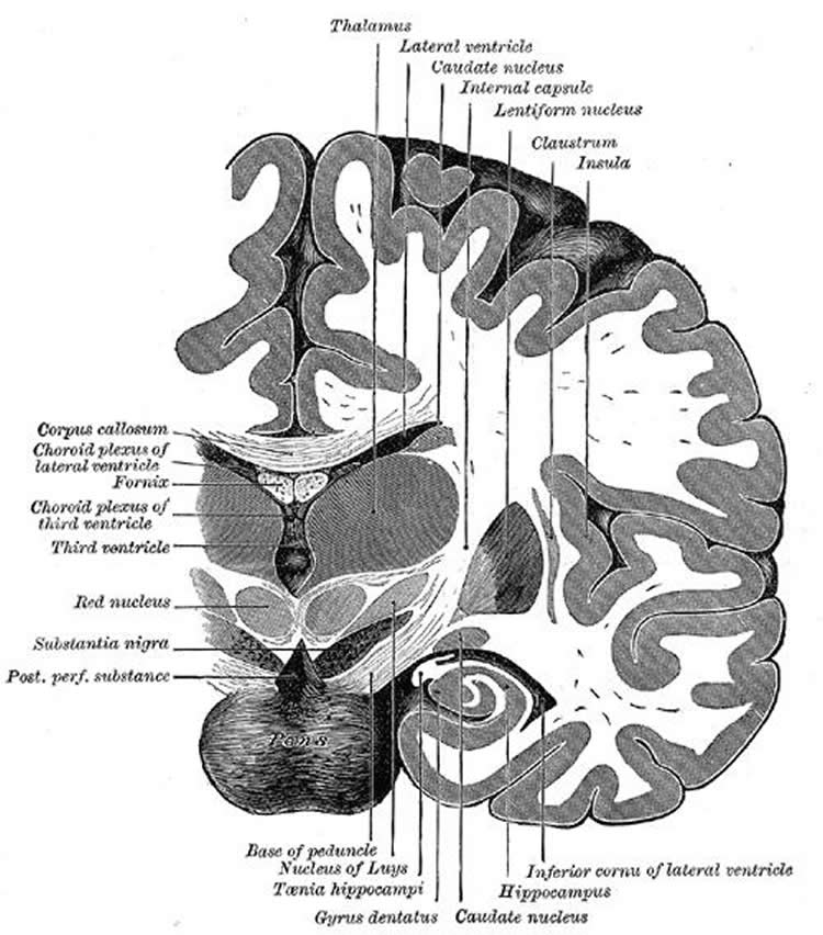 the dentate gyrus in the brain