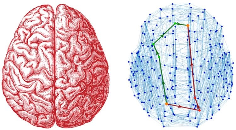 a brain and a brain network