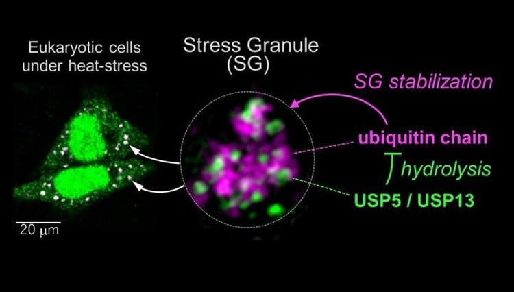 stress granules are shown