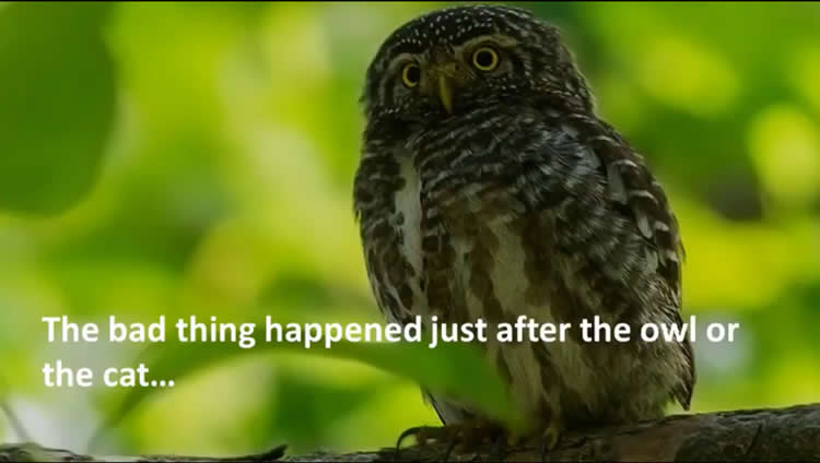 an owl is shown