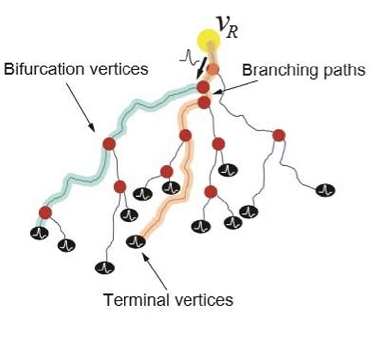 neurons